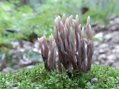 Clavaria rubicundula