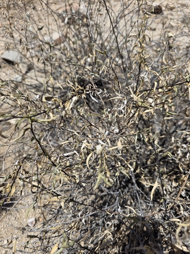 Ambrosia deltoidea