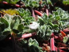 Geranium sessiliflorum