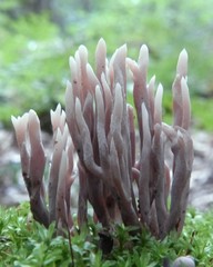Clavaria rubicundula
