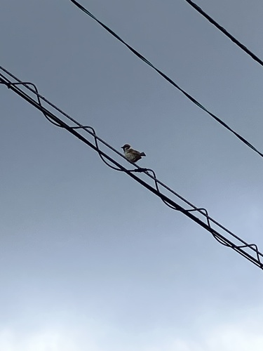 Eurasian Tree Sparrow