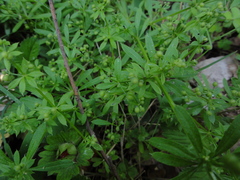 Galium aparine tenerum