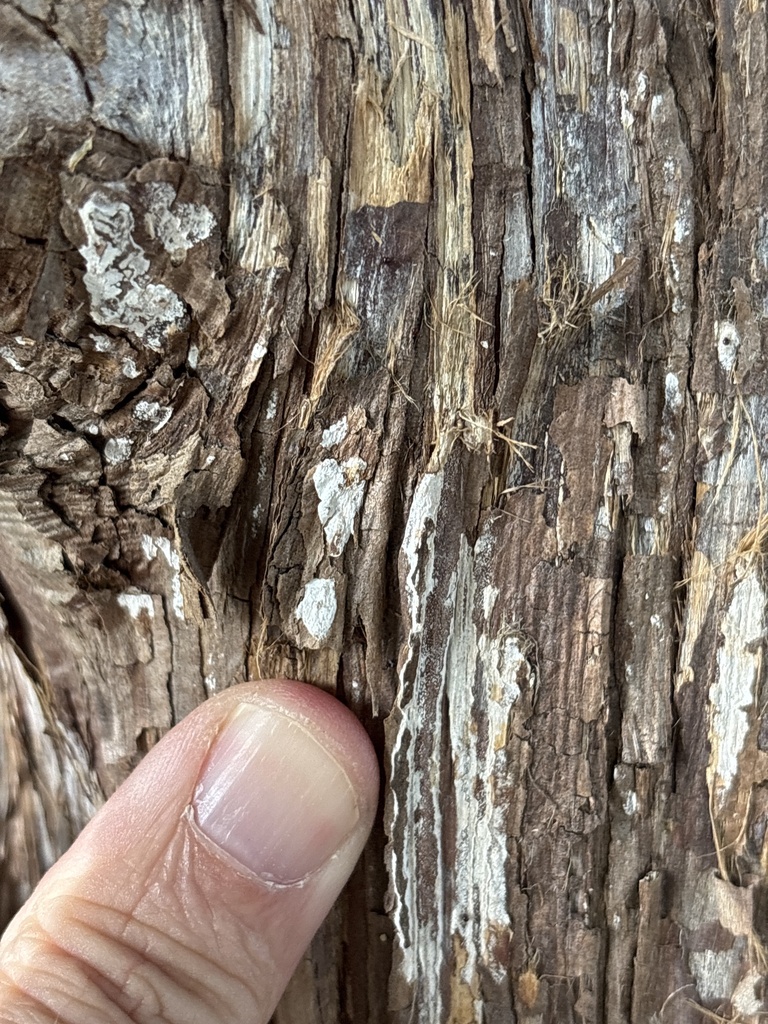 Dendrothele nivosa · May 2026 · photo: Photo: (c) Sam Kieschnick, some rights reserved (CC BY) · iNaturalist