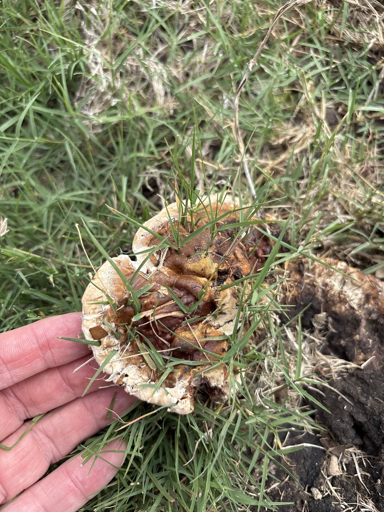 Ganoderma sessile · May 2026 · photo: Photo: (c) Sam Kieschnick, some rights reserved (CC BY) · iNaturalist
