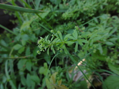 Galium aparine tenerum