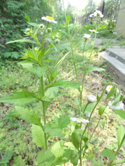 Erigeron annuus