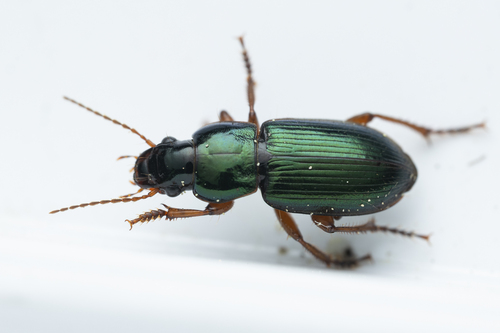 Metallic Harpalus
