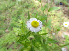 Erigeron annuus