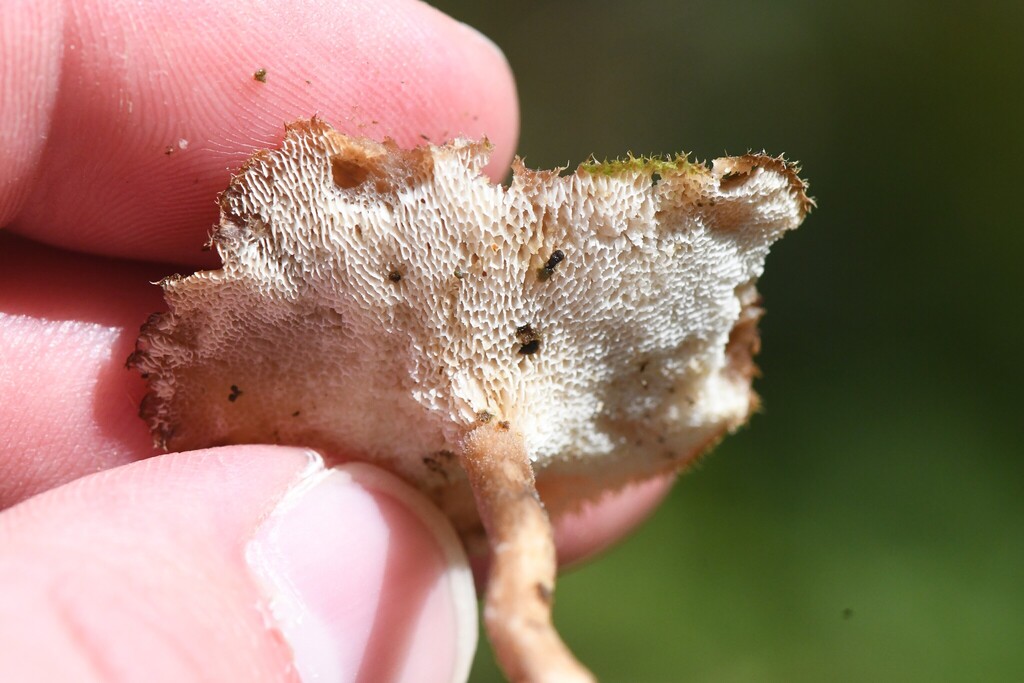 Lentinus brumalis · April 2026 · photo: © kh-c (iNaturalist, cc0)