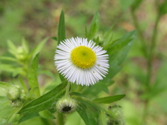 Erigeron annuus
