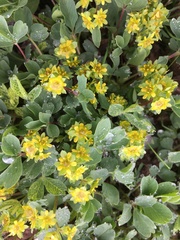 Sibbaldia parviflora