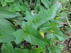Calystegia hederacea