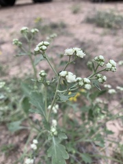 Parthenium confertum