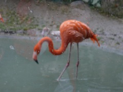 Phoenicopteridae