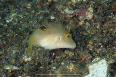 Canthigaster compressa