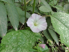 Calystegia hederacea