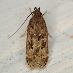 Helcystogramma melantherella