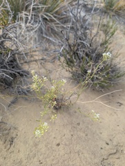 Lepidium montanum, photograph (c) Alissa Iverson, some rights reserved (CC BY)
