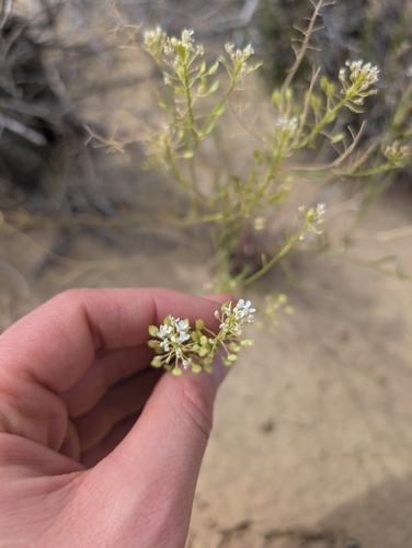 Lepidium montanum, photograph 4