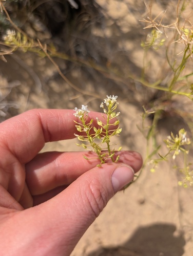 Lepidium montanum, photograph 6