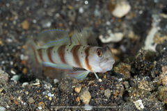 Amblyeleotris arcupinna