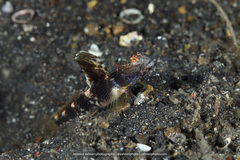 Tomiyamichthys latruncularius