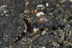 Tomiyamichthys latruncularius