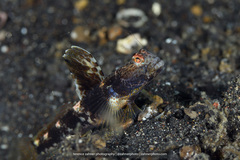 Tomiyamichthys latruncularius