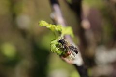 Andrena cineraria