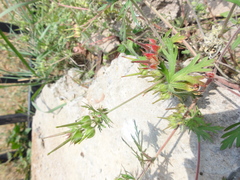 Geranium carolinianum