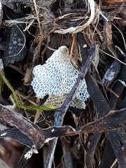 Einhornia crustulenta