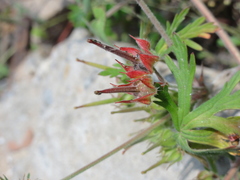 Geranium carolinianum