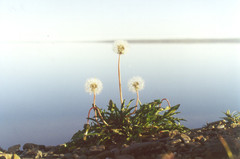 Taraxacum taimyrense