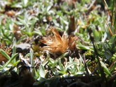 Lucilia kunthiana