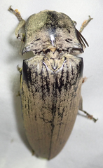 Tetralobus flabellicornis