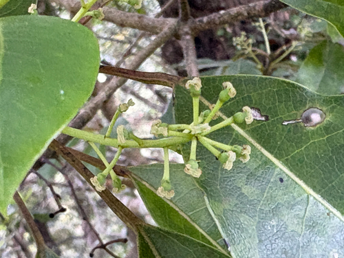 Daphniphyllum pentandrum, photograph 4