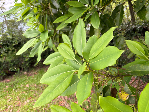 Daphniphyllum pentandrum (Daphniphyllum pentandrum)