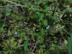 Trigonotis peduncularis