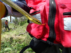 Symphimus leucostomus