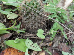 Mammillaria voburnensis