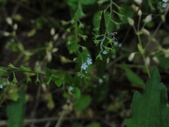 Trigonotis peduncularis