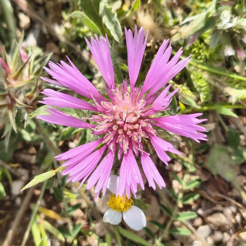 Centaurea pullata, photograph 4