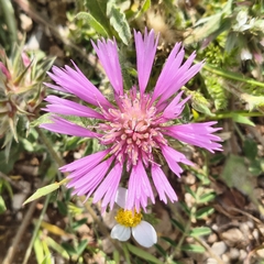 Centaurea pullata, photograph (c) Juan Martínez Reina, some rights reserved (CC BY)