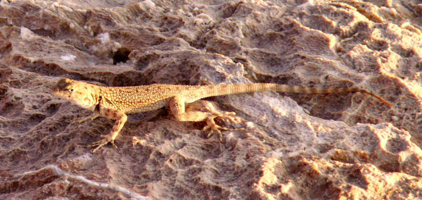 Big Bend Canyon Lizard