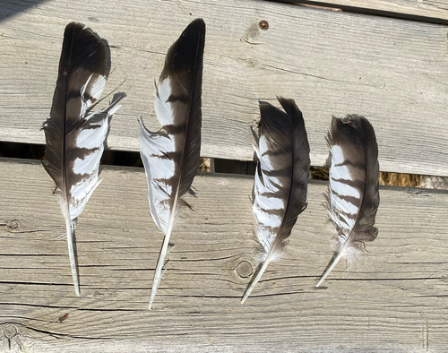 Broad-winged Hawk
