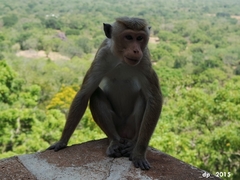 Macaca sinica
