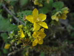 Lysimachia grammica