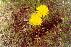 Taraxacum taimyrense