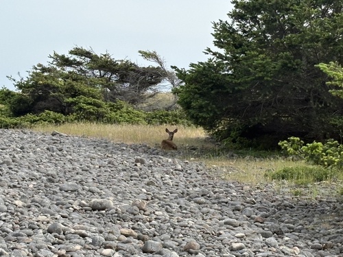 Mule Deer