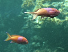 Pseudanthias